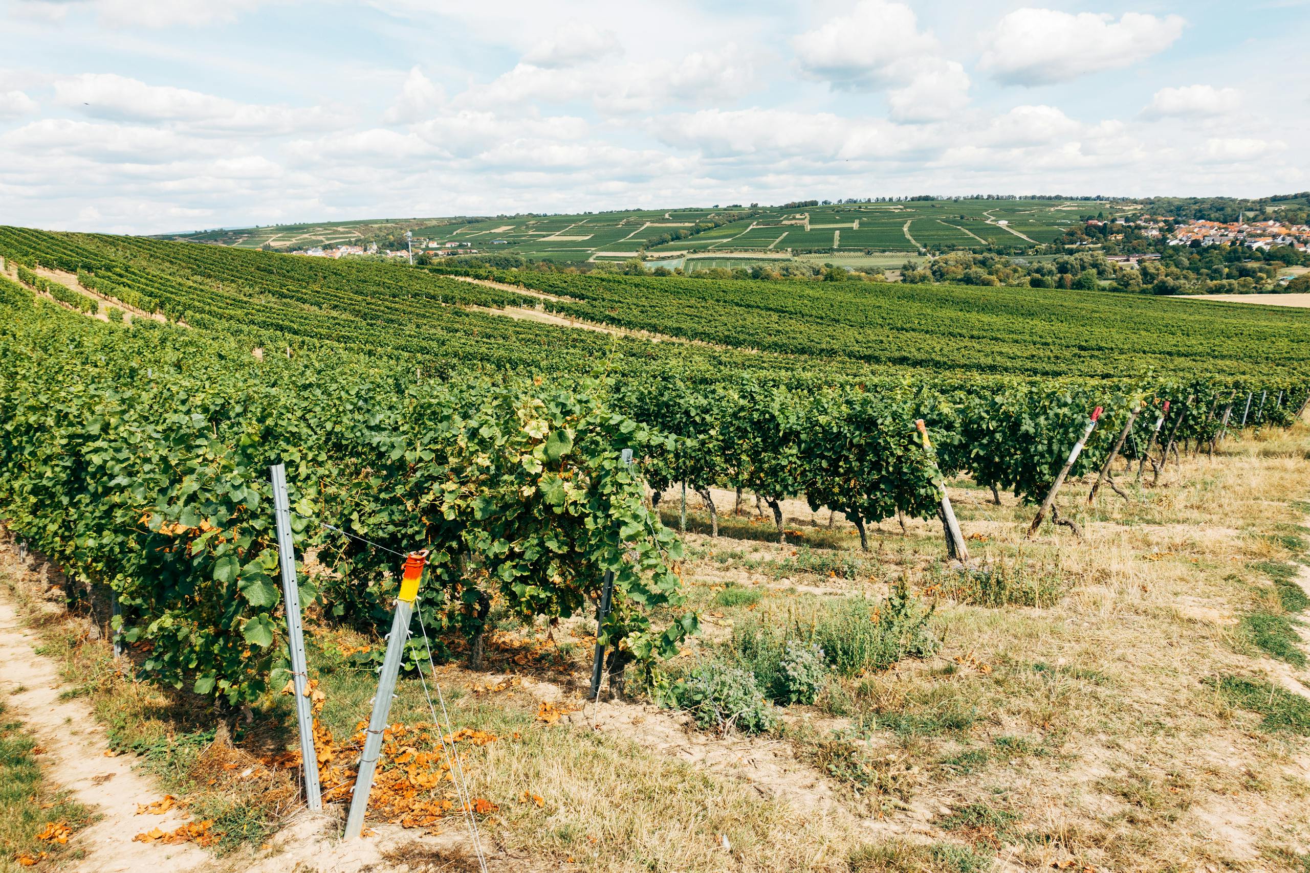 Lush vineyard rows stretching across Tuscany's rolling hills under a vibrant sky.